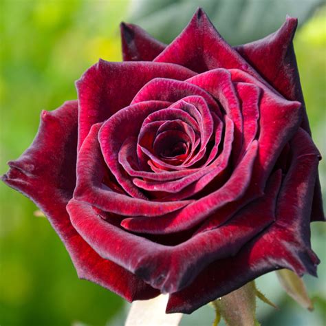 black baccara rose meaning|Rosa Black Baccara (Hybrid Tea Rose) .